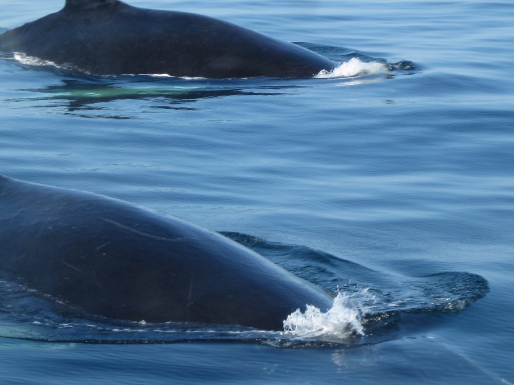 Humpback Whales off the coast of Provincetown, Massachusetts