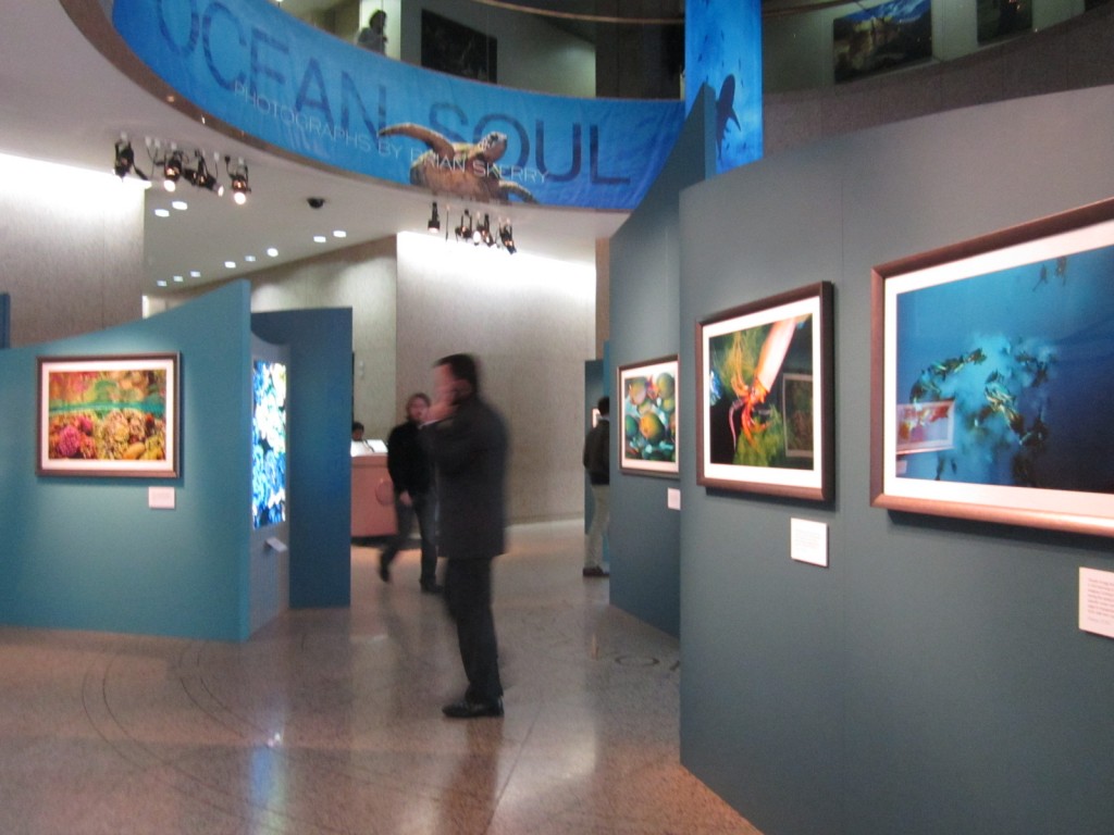 I could get stuck in the photo exhibits at the National Geographic Museum for hours.