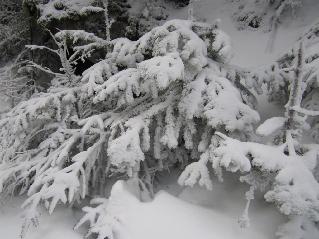 A layer of snow and ice is caked onto the vegetation on Mt. Washington, home to the world's worst weather