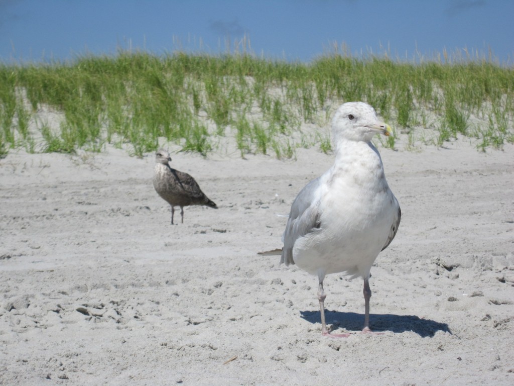 Seagulls ready for some fun in the sun at Hampton Beach State Park, New Hampshire