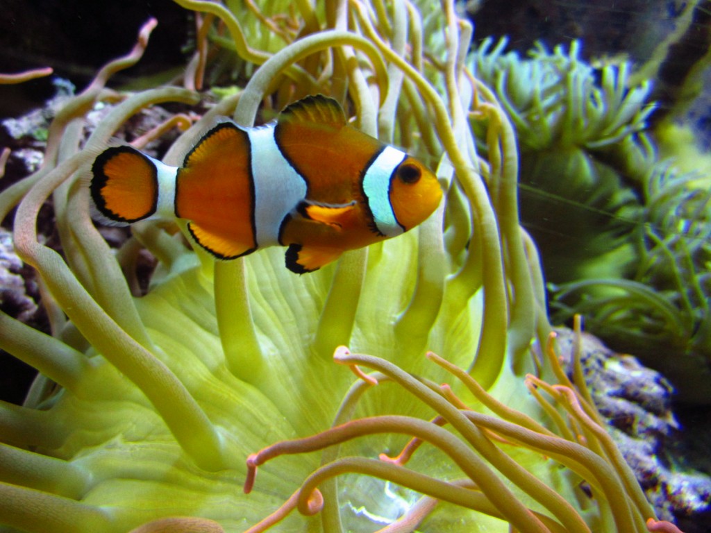 Beautiful Clownfish at the Mystic Aquarium; Mystic, Connecticut