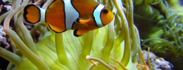 The Weekly Worldview: Finding Nemo at the Mystic Aquarium