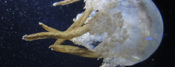 The Weekly Worldview: National Aquarium at Baltimore