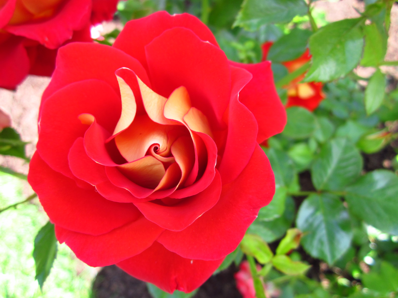 Roses in Elizabeth Park in Hartford and West Hartford, CT