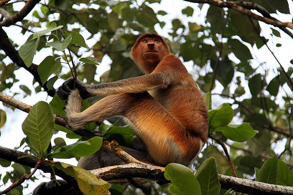 Proboscis monkey in Borneo