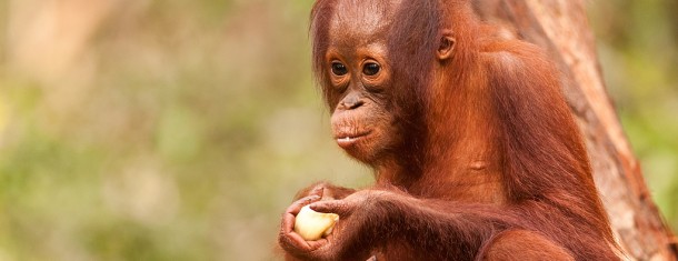 Experience Malaysian Borneo in just 7 days