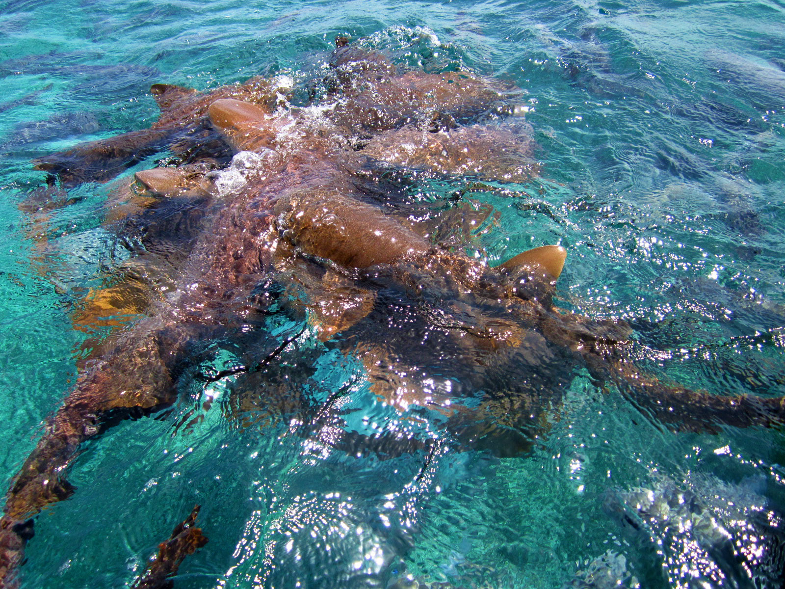 Hol Chan Marine Reserve Belize Nurse Sharks